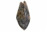Unworn Triceratops Tooth with Partial Root - Wyoming #356951-1